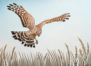 Large prey bird hovers over grassland